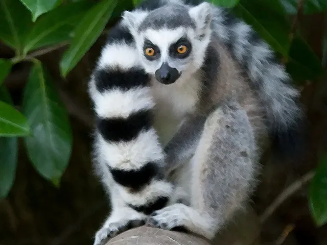 Shaldon Zoo
